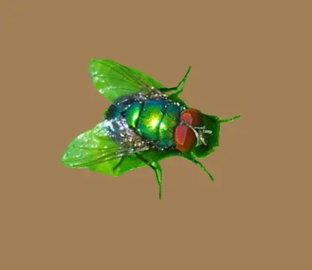 GreenBottleFly695's Avatar